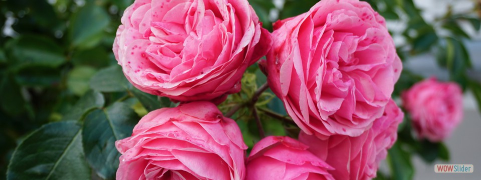 coming_up_roses