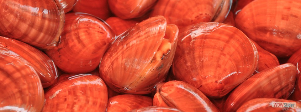 vongole