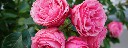 coming_up_roses