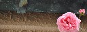 einsame_rose