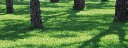 schatten_im_wald