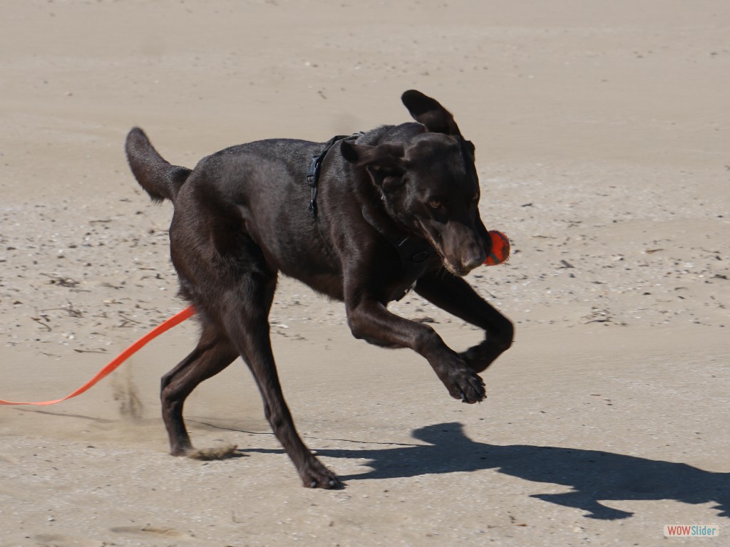 Ball-Jagd