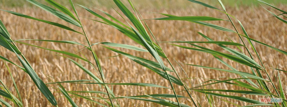 gruen_gelbe_sommerimpressionen