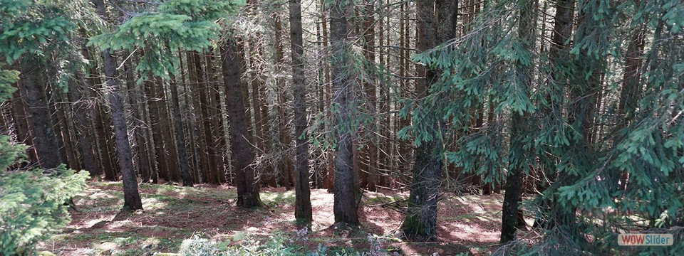 Nadelwald