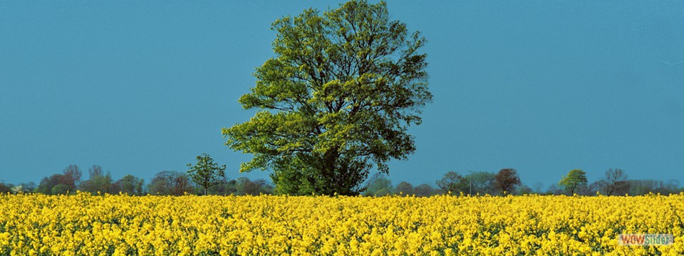 raps_mit_Baum