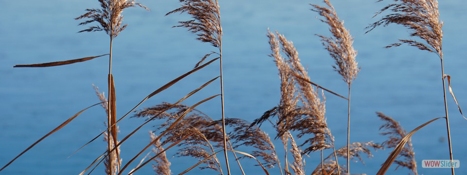 schilf_am_see