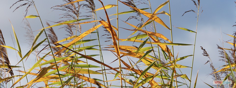 Schilf_im_Herbst