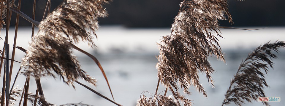 schilf_im_winter
