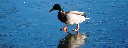 duck_on_ice