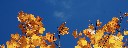 Herbststimmung
