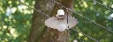 lampe_im_wald