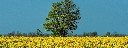 raps_mit_Baum