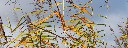 Schilf_im_Herbst