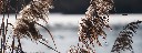 schilf_im_winter