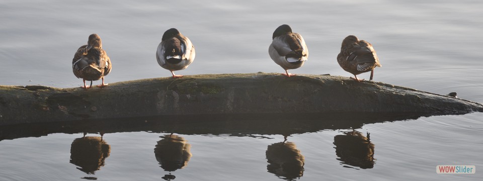Enten_Staustufe