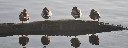 Enten_Staustufe