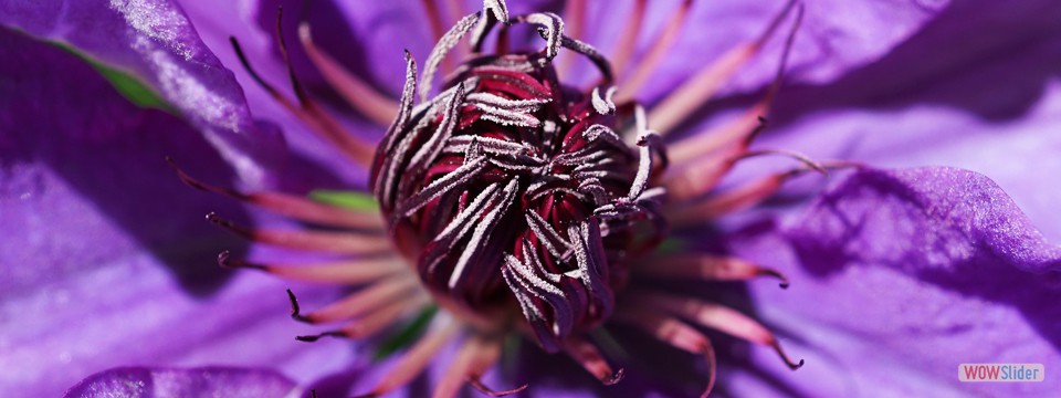 clematis