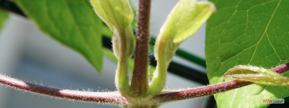 clematis_kreuzung