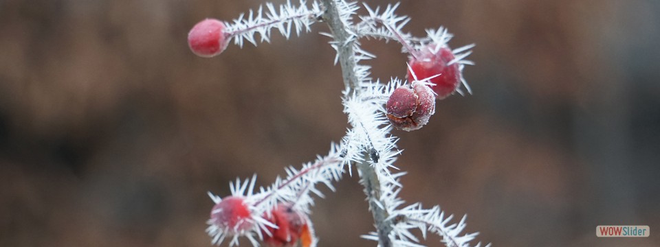 frostbeeren