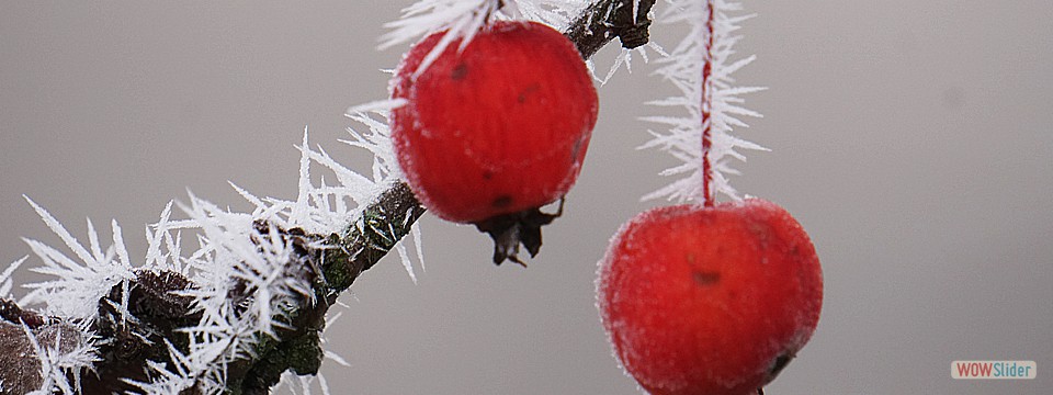frostkirschen