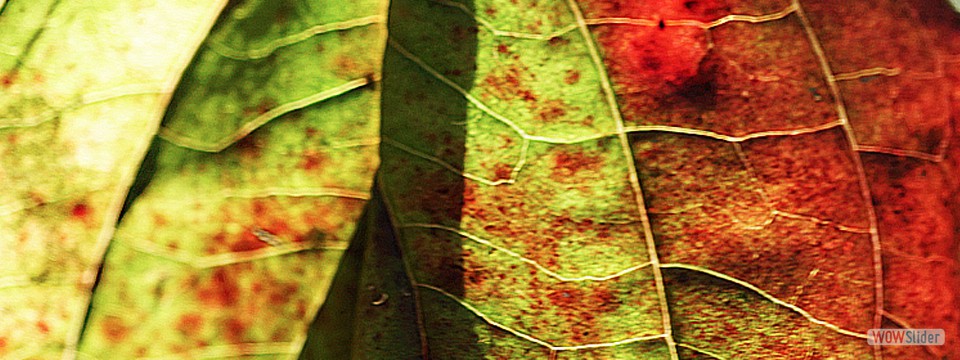 herbstblatt