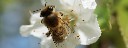 biene_bei_der_Arbeit