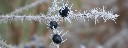 Eisbeeren
