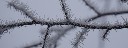 frostast