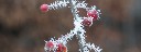 frostbeeren