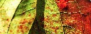 herbstblatt