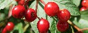 rote_Beeren