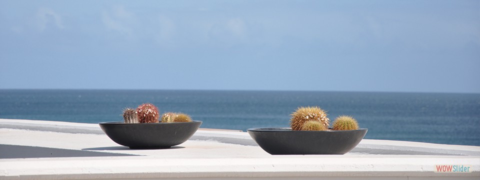 kakteenschalen_am_Meer