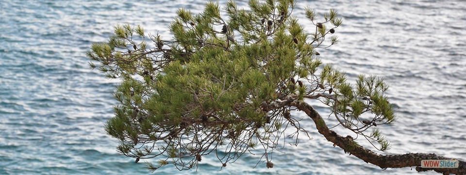 Pinienast_am_Meer