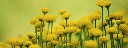 Blumen_gelb_gruen